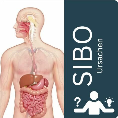 Possible cause of SIBO: worsened digestion